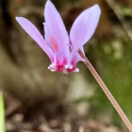 Cocon De Verdure Avec Piscine Lit King-size 2m Bed & Breakfast Lusignan-Petit