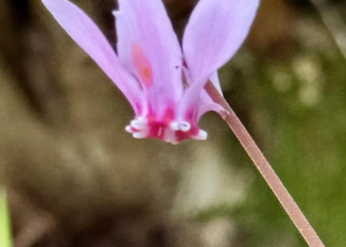 Cocon De Verdure Avec Piscine Lit King-size 2m 住宿加早餐酒店 Lusignan-Petit