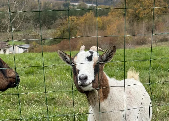 住宿加早餐酒店 Cocon De Verdure Avec Piscine Lit King-size 2m Lusignan-Petit